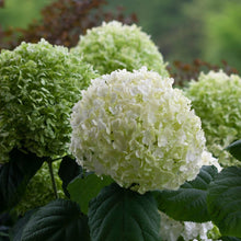 Load image into Gallery viewer, Incrediball® Smooth Hydrangea
