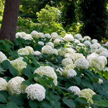 Load image into Gallery viewer, Incrediball® Smooth Hydrangea