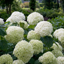 Load image into Gallery viewer, Incrediball® Smooth Hydrangea