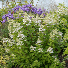 Load image into Gallery viewer, Confetti™ Panicle Hydrangea