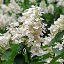 Load image into Gallery viewer, Confetti™ Panicle Hydrangea