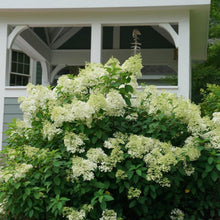 Load image into Gallery viewer, Bobo® Panicle Hydrangea