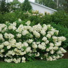 Load image into Gallery viewer, Bobo® Panicle Hydrangea