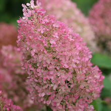 Load image into Gallery viewer, Bobo® Panicle Hydrangea