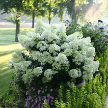 Load image into Gallery viewer, Bobo® Panicle Hydrangea