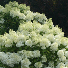Load image into Gallery viewer, Bobo® Panicle Hydrangea