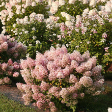 Load image into Gallery viewer, Bobo® Panicle Hydrangea
