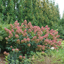 Load image into Gallery viewer, Fire Light® Panicle Hydrangea