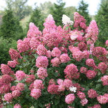 Load image into Gallery viewer, Fire Light® Panicle Hydrangea