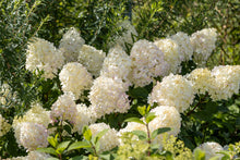 Load image into Gallery viewer, Silver Dollar Hydrangea