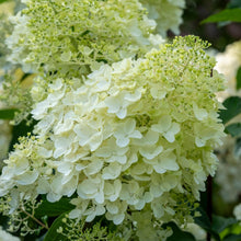 Load image into Gallery viewer, Silver Dollar Hydrangea