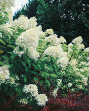 Load image into Gallery viewer, Silver Dollar Hydrangea