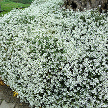 Load image into Gallery viewer, Compact Candytuft