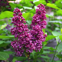 Load image into Gallery viewer, Monge Lilac