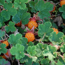 Load image into Gallery viewer, Creeping Raspberry