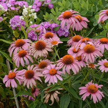 Load image into Gallery viewer, Echinacea Prairie Splendor