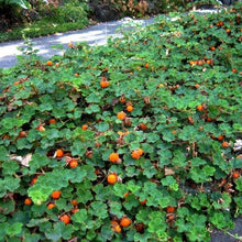 Load image into Gallery viewer, Creeping Raspberry