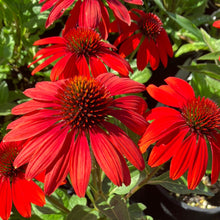 Load image into Gallery viewer, Echinacea ‘Sombrero Sangrita’
