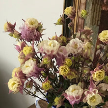Load image into Gallery viewer, ‘Winky Double Rose-White’ Columbine