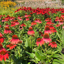 Load image into Gallery viewer, Sombrero® Hot Coral Echinacea