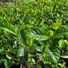 Load image into Gallery viewer, Gardenia ‘Belmont’