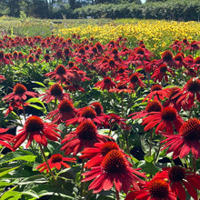 Load image into Gallery viewer, Echinacea ‘Sombrero Sangrita’