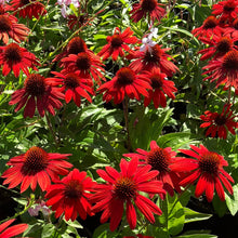 Load image into Gallery viewer, Echinacea ‘Sombrero Sangrita’