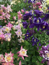 Load image into Gallery viewer, Columbine 'Biedermeier mix'