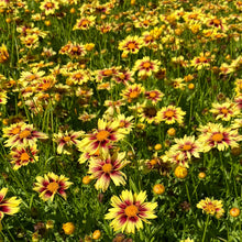 Load image into Gallery viewer, Li'l Bang 'Enchanted Eve' Coreopsis