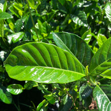 Load image into Gallery viewer, Gardenia ‘Belmont’