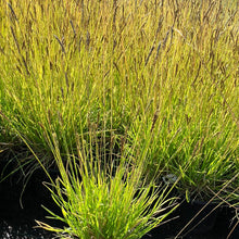 Load image into Gallery viewer, Sesleria ‘Green Lee’