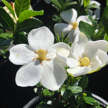 Load image into Gallery viewer, Kleim’s Hardy Gardenia