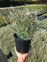 Load image into Gallery viewer, Dwarf Blue Arctic Willow