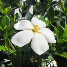 Load image into Gallery viewer, Kleim’s Hardy Gardenia
