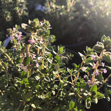 Load image into Gallery viewer, English Thyme