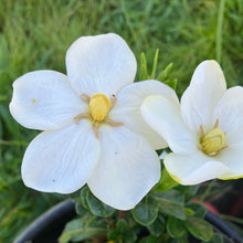 Load image into Gallery viewer, Kleim’s Hardy Gardenia