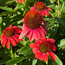 Load image into Gallery viewer, Sombrero® Hot Coral Echinacea