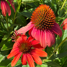 Load image into Gallery viewer, Sombrero® Hot Coral Echinacea