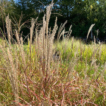 Load image into Gallery viewer, Dwarf Maiden Grass ‘Little Miss’