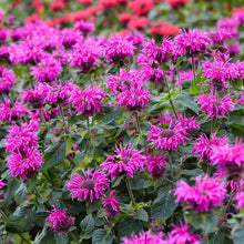 Load image into Gallery viewer, Bee Balm 'Bee-Free'