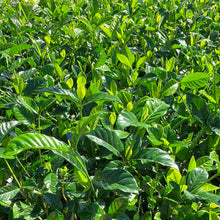 Load image into Gallery viewer, Gardenia ‘Belmont’