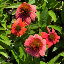 Load image into Gallery viewer, Sombrero® Hot Coral Echinacea