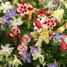 Load image into Gallery viewer, Columbine 'Origami Mix'