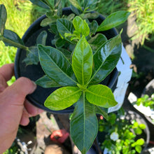 Load image into Gallery viewer, Kleim’s Hardy Gardenia