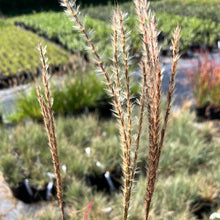 Load image into Gallery viewer, Dwarf Maiden Grass ‘Little Miss’