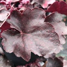 Load image into Gallery viewer, Heuchera Midnight Rose