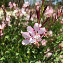 Load image into Gallery viewer, Rosy Jane Gaura