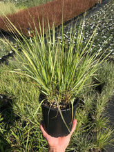 Load image into Gallery viewer, Feather Reed Grass 'Eldorado'