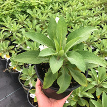 Load image into Gallery viewer, Foxglove 'Dalmatian Purple'