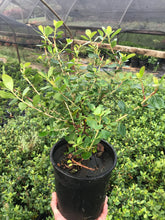 Load image into Gallery viewer, Escallonia 'Pink Princess'